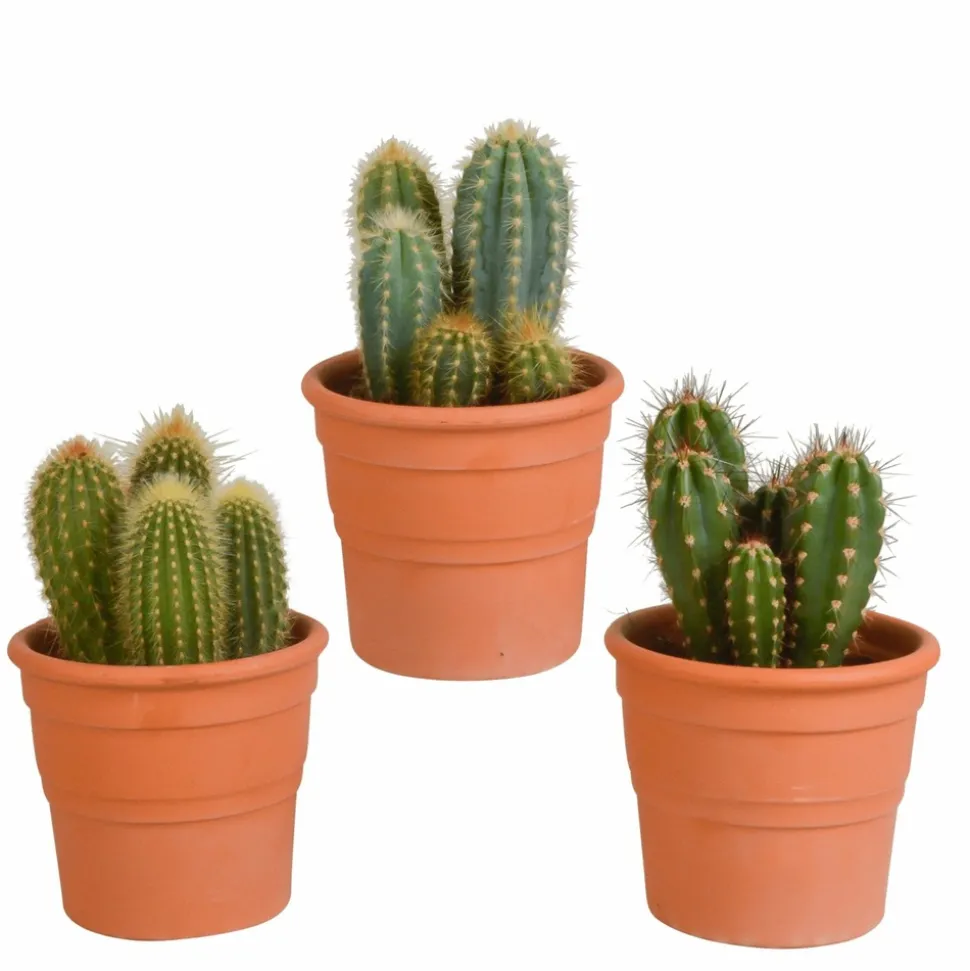 LA GREEN TOUCH - Coffret cactus et ses caches-pots terracotta - lot de 3 plantes, h23cm