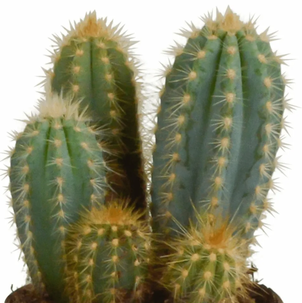 LA GREEN TOUCH - Coffret cactus et ses caches-pots terracotta - lot de 3 plantes, h23cm