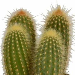 LA GREEN TOUCH - Coffret cactus - lot de 3 plantes, h23cm
