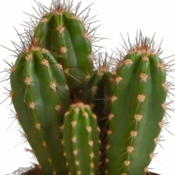 LA GREEN TOUCH - Coffret cactus - lot de 3 plantes, h23cm