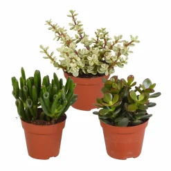 LA GREEN TOUCH - Coffret crassula - lot de 3 plantes, h18cm - box cadeau mini succulente