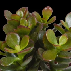 LA GREEN TOUCH - Coffret crassula - lot de 3 plantes, h18cm - box cadeau mini succulente