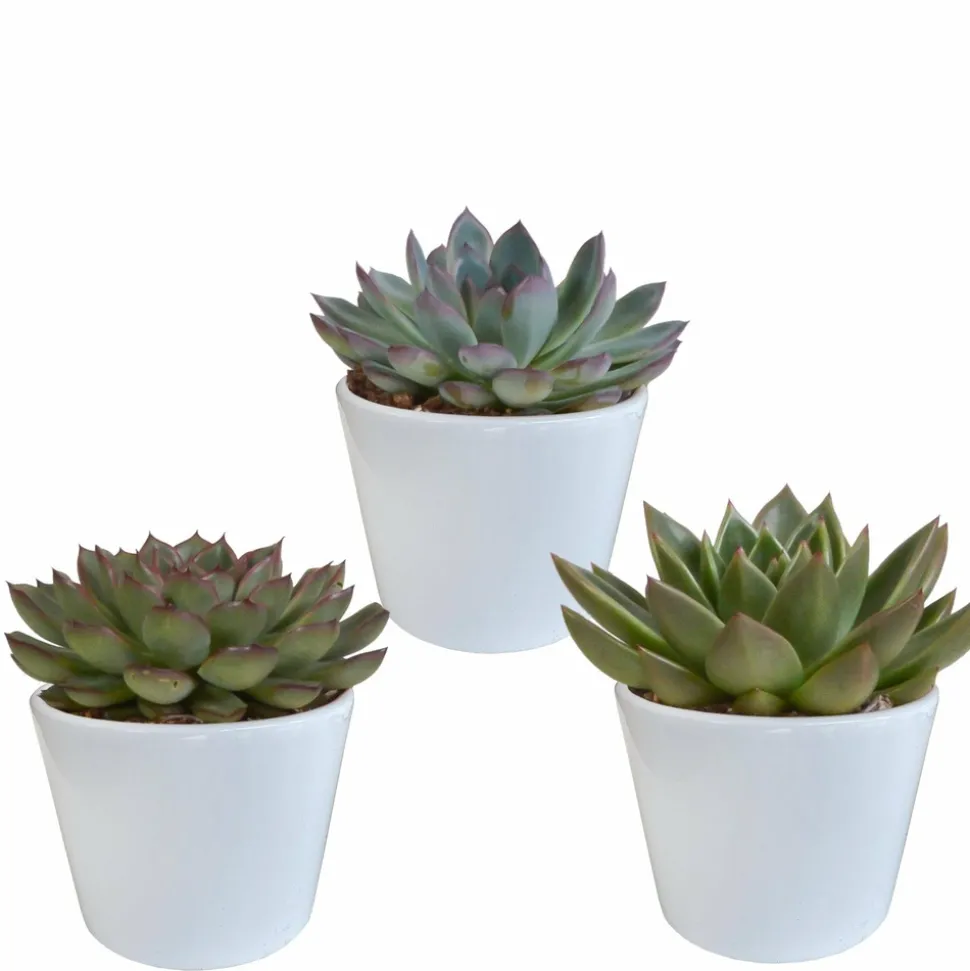 LA GREEN TOUCH - Coffret cadeau echeveria et ses caches-pots blancs - lot de 3 plantes, h21cm