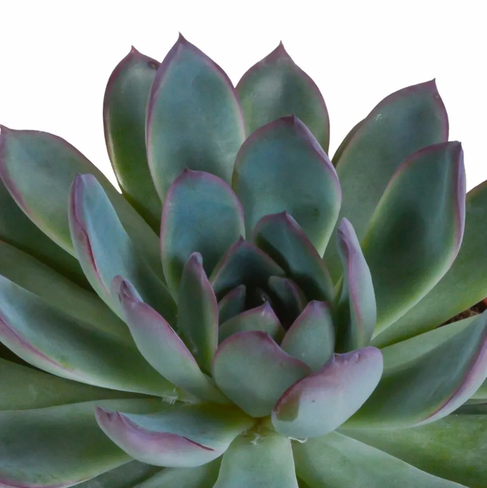 LA GREEN TOUCH - Coffret cadeau echeveria et ses caches-pots blancs - lot de 3 plantes, h21cm