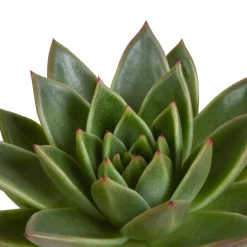 LA GREEN TOUCH - Coffret cadeau echeveria et ses caches-pots blancs - lot de 3 plantes, h21cm