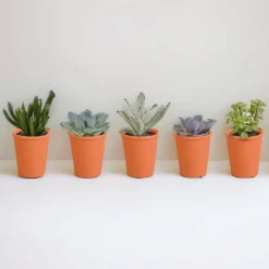 LA GREEN TOUCH - Coffret de 15 cactus et succulente + caches-pots terracotta