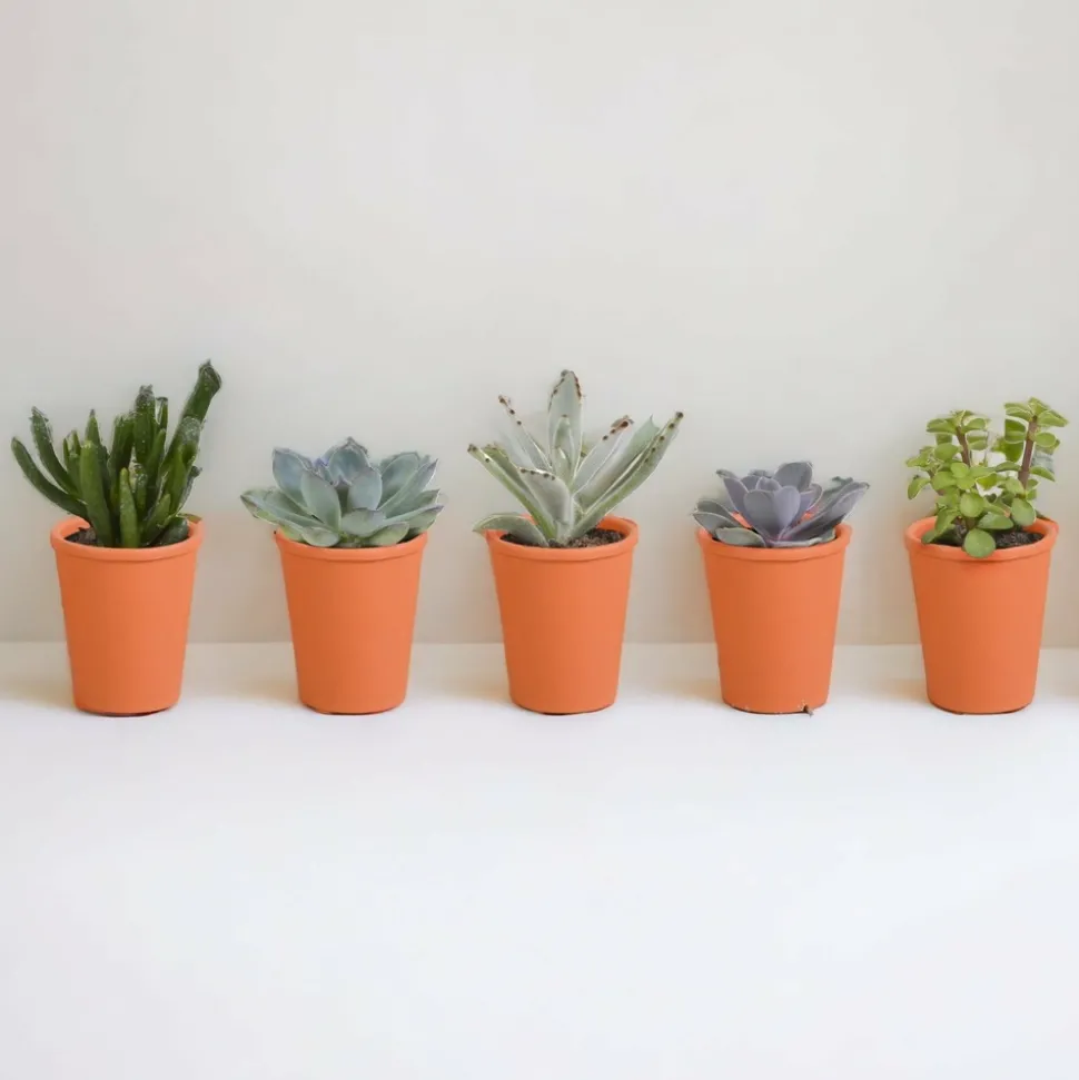 LA GREEN TOUCH - Coffret de 15 cactus et succulente + caches-pots terracotta