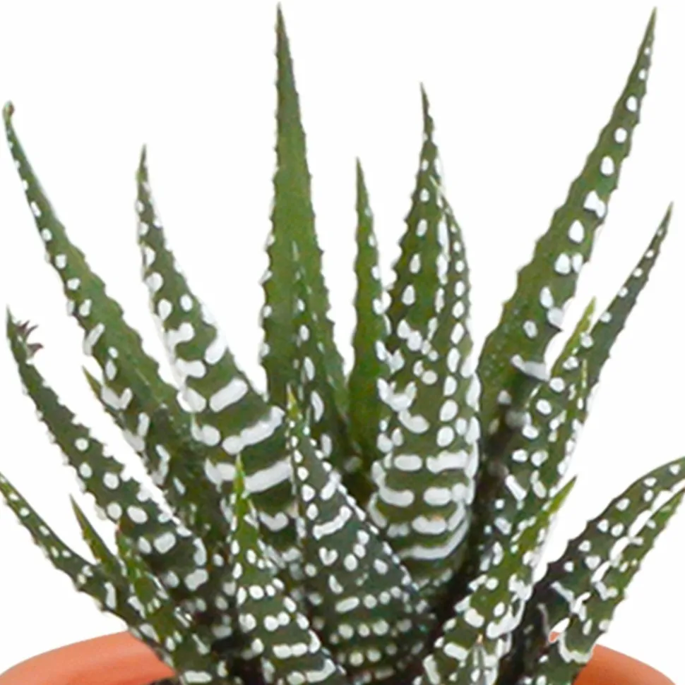 LA GREEN TOUCH - Coffret de 15 cactus et succulente + caches-pots terracotta