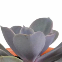 LA GREEN TOUCH - Coffret de 15 cactus et succulente + caches-pots terracotta