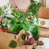 LA GREEN TOUCH - Coffret de plantes pets friendly cm - plante d'intérieur