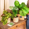 LA GREEN TOUCH - Coffret de plantes pets friendly cm - plante d'intérieur