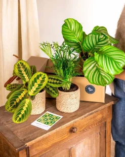 LA GREEN TOUCH - Coffret de plantes pets friendly cm - plante d'intérieur