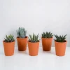 LA GREEN TOUCH - Coffret gasteria, haworthia et ses caches-pots terracotta - lot de 5 plantes, h13cm