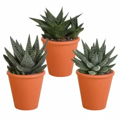 LA GREEN TOUCH - Coffret gasteria, haworthia et ses caches-pots terracotta - lot de 3 plantes, h18cm