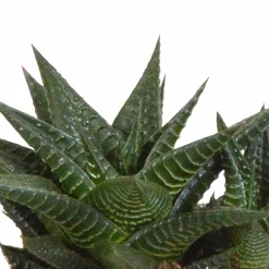 LA GREEN TOUCH - Coffret gasteria, haworthia et ses caches-pots terracotta - lot de 3 plantes, h18cm