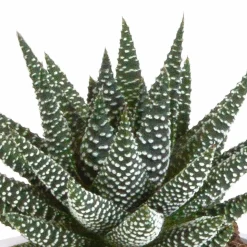LA GREEN TOUCH - Coffret gasteria, haworthia et ses caches-pots terracotta - lot de 3 plantes, h18cm