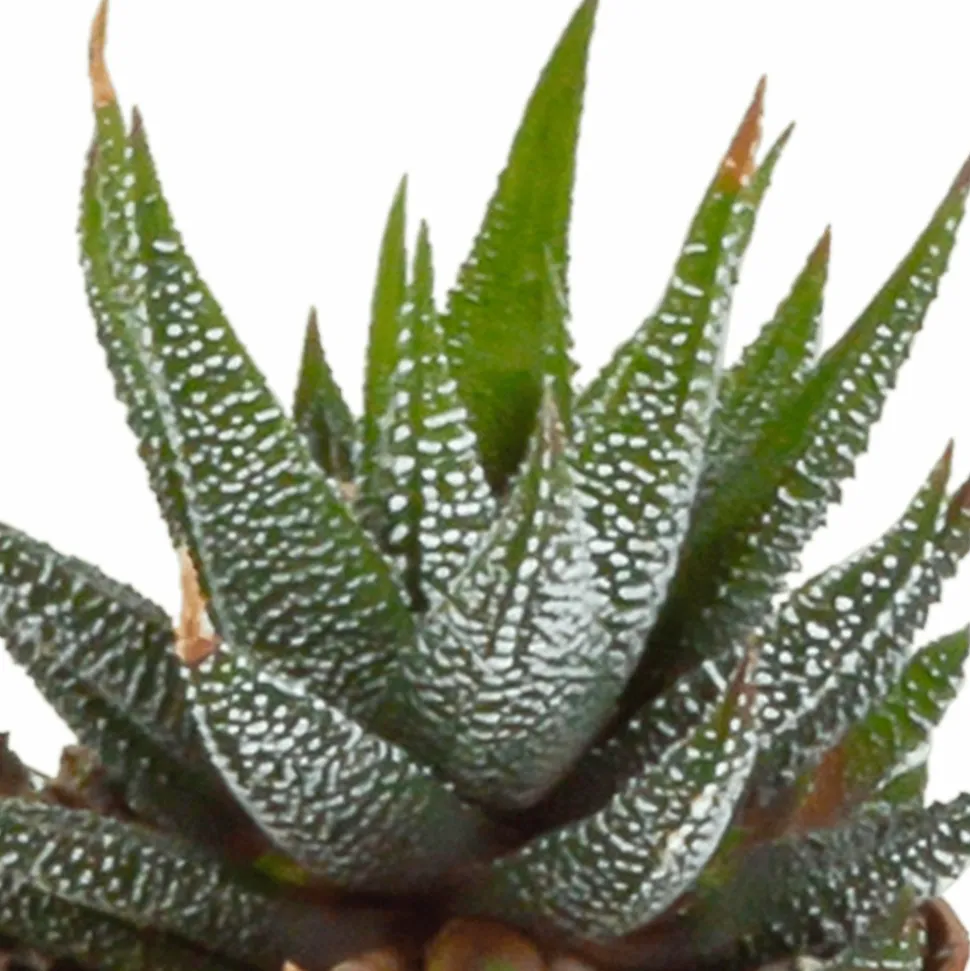 LA GREEN TOUCH - Coffret gasteria, haworthia - lot de 5 plantes, h13cm
