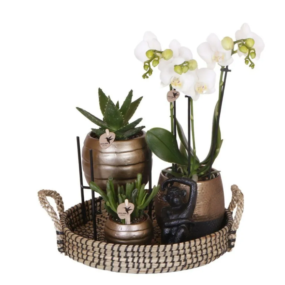 LA GREEN TOUCH - Coffret home hub | orchidée phalaenopsis et plantes succulentes