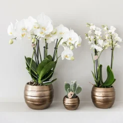 LA GREEN TOUCH - Coffret home hub | orchidée phalaenopsis et plantes succulentes