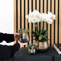 LA GREEN TOUCH - Coffret home hub | orchidée phalaenopsis et plantes succulentes