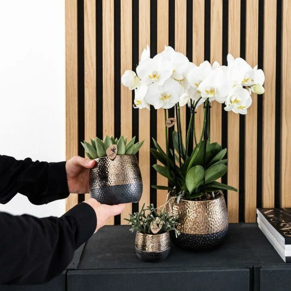LA GREEN TOUCH - Coffret home hub | orchidée phalaenopsis et plantes succulentes