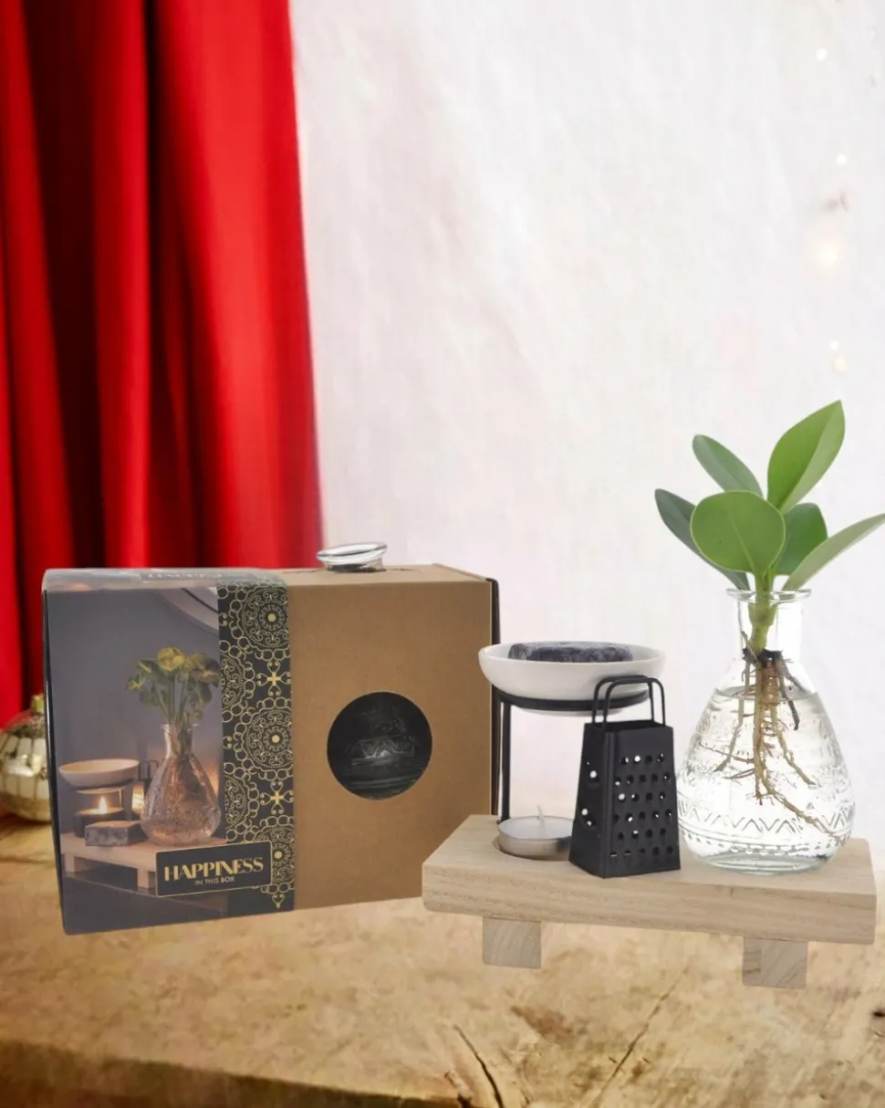 LA GREEN TOUCH - Coffret happiness plante en hydroculture