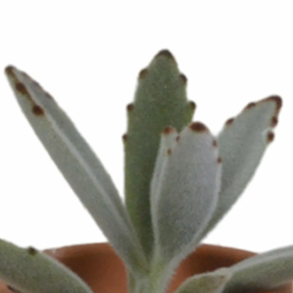 LA GREEN TOUCH - Coffret succulente et ses pots terracotta - lot de 5 plantes, h13cm