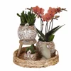 LA GREEN TOUCH - Coffret untamed nature : orchidée phalaenopsis et plantes succulentes