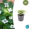 LA GREEN TOUCH - Cornouiller du canada x6 – entre 0,38 et 0,5m2