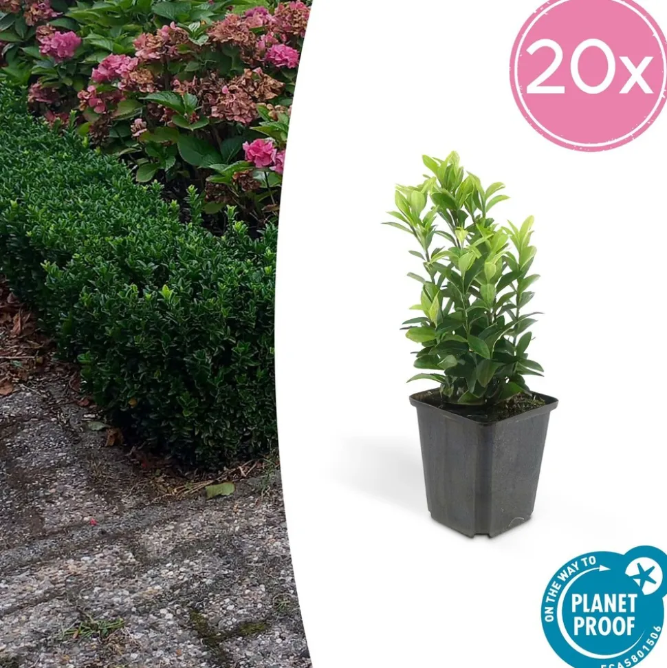 LA GREEN TOUCH - Cornouiller sanguin 'midwinter fire' x12 – entre 0,75 et 1m2
