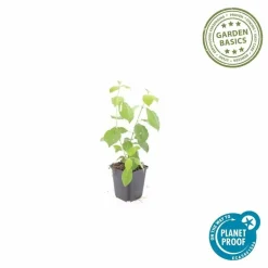 LA GREEN TOUCH - Cornouiller sanguin 'midwinter fire' x40 – entre 2,5 et 3,33m2