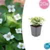 LA GREEN TOUCH - Cornouiller du canada x20 – entre 1,25 et 1,67m2