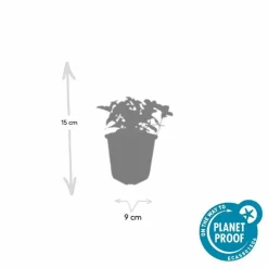LA GREEN TOUCH - Cornouiller du canada x20 – entre 1,25 et 1,67m2