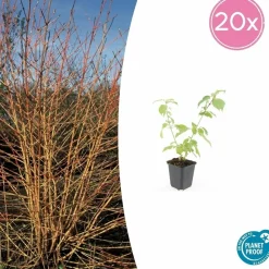 LA GREEN TOUCH - Cornouiller sanguin 'anny's winter orange' x20 – entre 1,25 et 1,67m2
