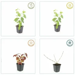 LA GREEN TOUCH - Cornouiller sanguin 'midwinter fire' x6 – entre 0,38 et 0,5m2