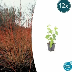 LA GREEN TOUCH - Cornouiller sanguin 'midwinter fire' x6 – entre 0,38 et 0,5m2