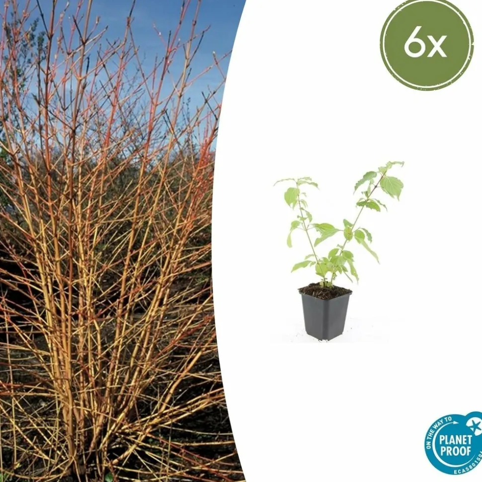 LA GREEN TOUCH - Cornouiller sanguin 'anny's winter orange' x6 – entre 0,38 et 0,5m2