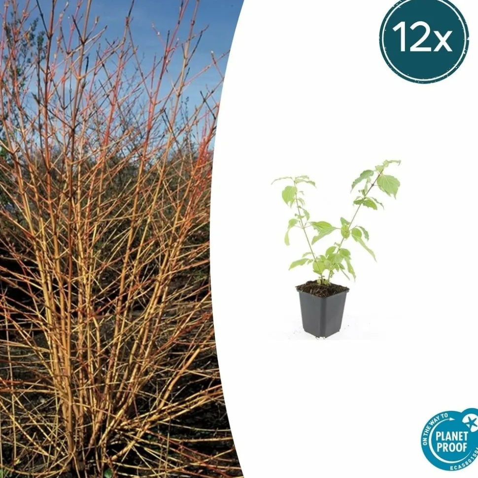 LA GREEN TOUCH - Cornouiller sanguin 'anny's winter orange' x6 – entre 0,38 et 0,5m2