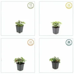 LA GREEN TOUCH - Cornouiller du canada x40 – entre 2,5 et 3,33m2