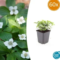 LA GREEN TOUCH - Cornouiller du canada x60 – entre 3,75 et 5m2
