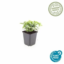 LA GREEN TOUCH - Cornouiller du canada x60 – entre 3,75 et 5m2