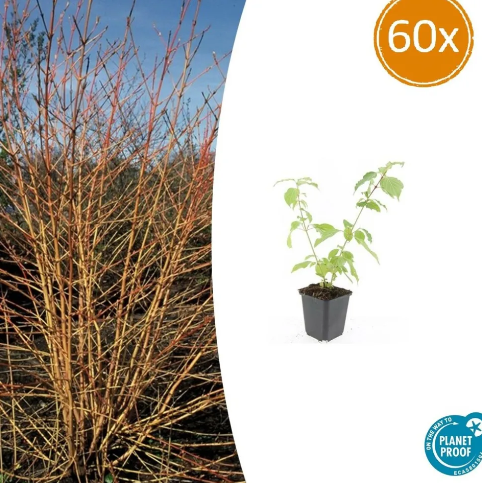 LA GREEN TOUCH - Cornouiller sanguin 'anny's winter orange' x60 – entre 3,75 et 5m2