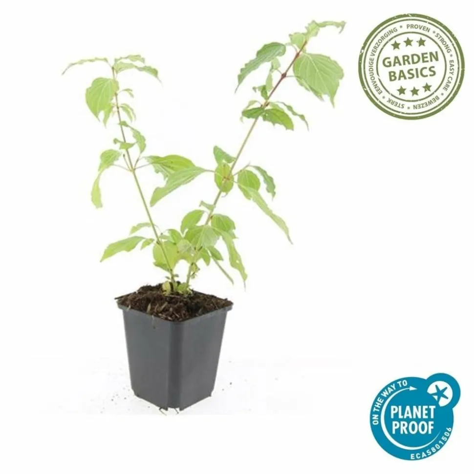 LA GREEN TOUCH - Cornouiller sanguin 'anny's winter orange' x60 – entre 3,75 et 5m2