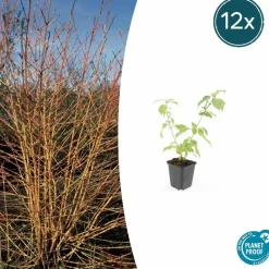 LA GREEN TOUCH - Cornouiller sanguin 'anny's winter orange' x60 – entre 3,75 et 5m2