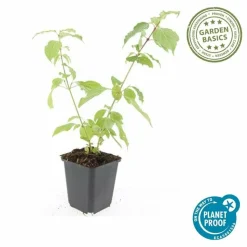 LA GREEN TOUCH - Cornouiller sanguin 'anny's winter orange' x12 – entre 0,75 et 1m2