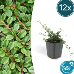 LA GREEN TOUCH - Cotonéaster de dammer 'streib's findling' x6 – entre 0,38 et 0,5m2