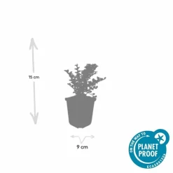 LA GREEN TOUCH - Cotonéaster horizontal x20 – entre 1,25 et 1,67m2