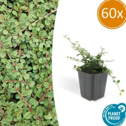 LA GREEN TOUCH - Cotonéaster rampant 'queen of carpets' x60 – entre 3,75 et 5m2