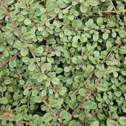 LA GREEN TOUCH - Cotonéaster rampant 'queen of carpets' x60 – entre 3,75 et 5m2