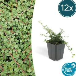 LA GREEN TOUCH - Cotonéaster rampant 'queen of carpets' x60 – entre 3,75 et 5m2